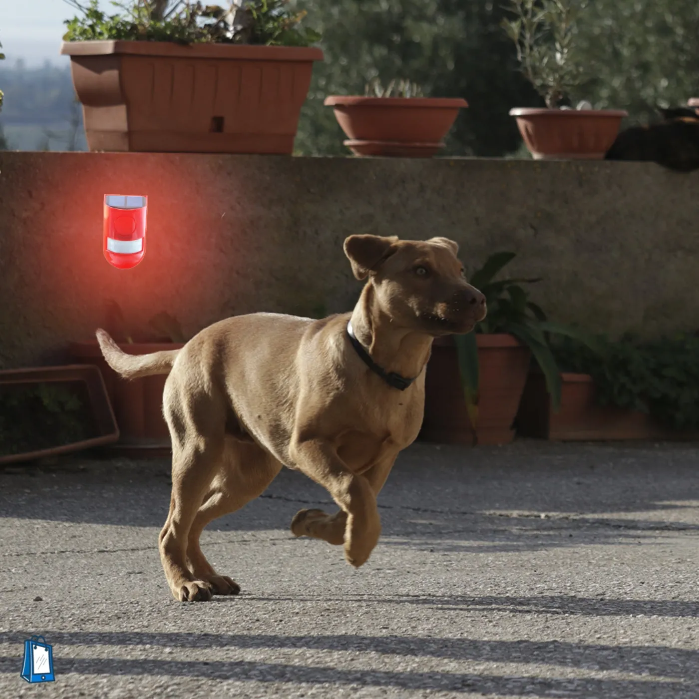 Solar Sound Alarm for Dogs - Motion-Activated Dogs Repeller